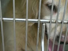 -佳雯宠物医院·皮肤科·内外科(春晓路分院)