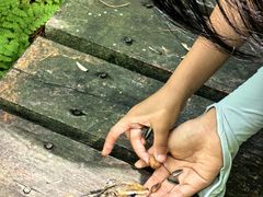 -五营红松林海景区