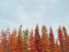 -白鹭湾湿地公园