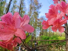 -上海共青森林公园