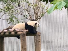-卧龙中华大熊猫苑神树坪基地