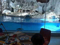 -帝企鹅自助餐厅•儿童岛•真企鹅(长隆企鹅酒店)