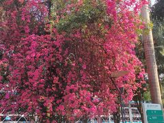 -广西医科大学第一附属医院