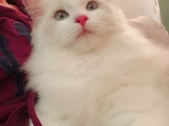 -Bastet sally猫舍购宠(静安店)