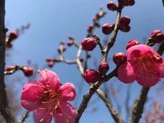 -梅花山(明孝陵内)