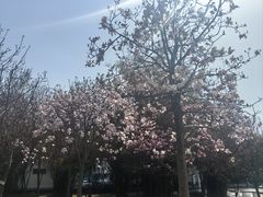 -水杉园