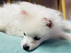 -宝山区动物疫病预防控制中心(永乐汇生活广场店)