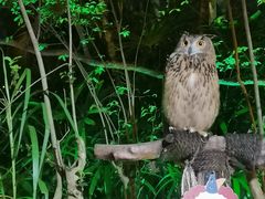 -广州长隆国际大马戏