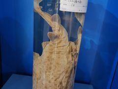 -上海海洋大学鱼文化博物馆(军工路校区)