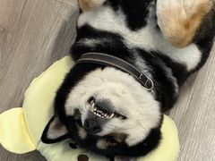 -柴迷FANS CLUB·柴犬狗咖·猫咖