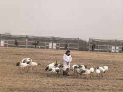 -盐城丹顶鹤湿地生态旅游区