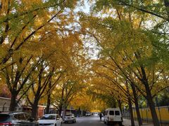 -三里屯东五街银杏大道
