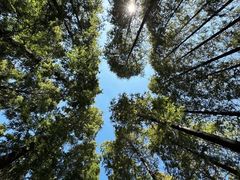 -黄海国家森林公园