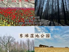 -顾村公园