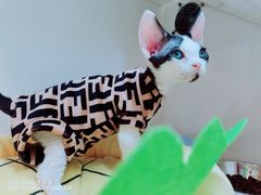 -70cat德文卷毛猫·缅因猫纯种猫舍