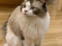 -滚猫咖啡·猫咖·猫友好撸猫(未来城店)