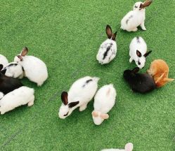 -萌宠亲子动物乐园(槐房万达店)