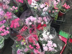 -龙大花卉苗木市场