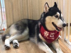 -Husky Go! 哈士奇体验馆·宠物咖啡厅狗咖