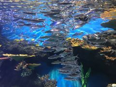 -华夏文旅海洋公园