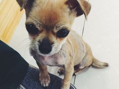 -宠颐生动物医院·心脏科·保险定点(锦阳分院)