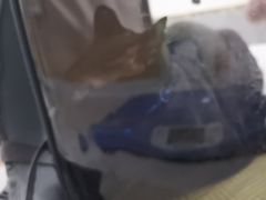 -希望动物医院(汉阳院)