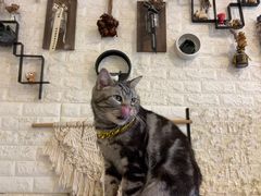 -平行世界·猫咖(首经贸店)