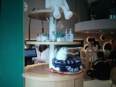 -飞行喵MR PILOT|猫舍·猫咖(静安大融城店)