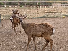 -安德鲁户外烧烤帐篷营地(马泉营店)