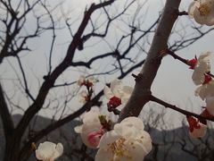 一枝粉杏出墙来-宅院