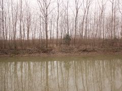 -合肥滨湖国家森林公园