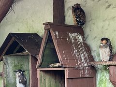 -吉隆坡雀鸟公园