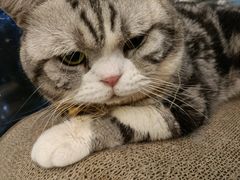 -猫在这儿猫咪咖啡馆·撸猫馆