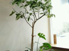 -琥珀咖啡 Ambercoffee