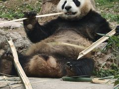 -都江堰中华大熊猫苑