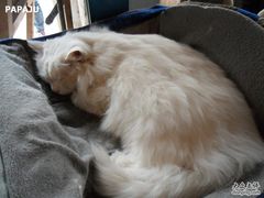 -Babycat私家御饼屋(龙头路一店)