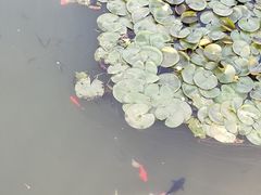 -花博汇(知音花月夜)