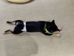 -逗柴咖啡屋·狗咖猫咖宠物桌游