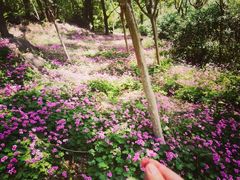 -南京市江宁方山