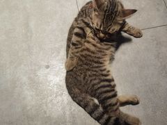-谐和益家动物医院·免疫绝育·血液透析·宠保定点医院(高新伊藤分院)