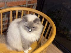 -豆逗聊愈猫阁Easy Life