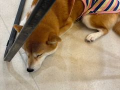 -共舞时光猫咖·狗咖(新街口店)