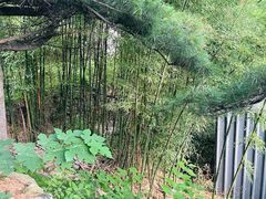 -泰山风景名胜区