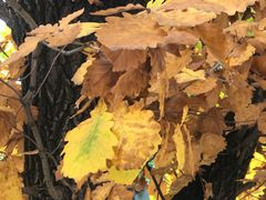 -保利·罗兰香谷