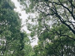 -上海鲜花港