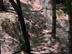 -青藏高原野生动物园