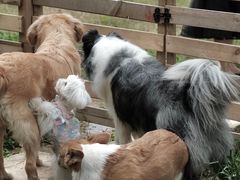 -趣多多宠物公园·宠物训犬学校·宠物寄养
