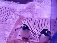 -暹罗海洋世界