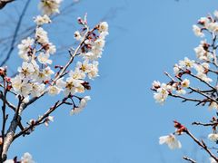 -锡师附小学(学前街校区)