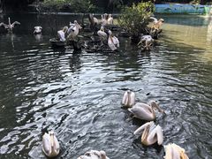 -广州长隆飞鸟乐园